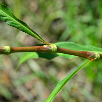 Persicaria lapathifolia, Curlytop Knotweed